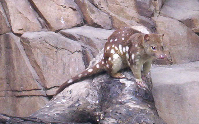 Spotted-tail-Quoll_Queens-Park-IpswichI.jpg